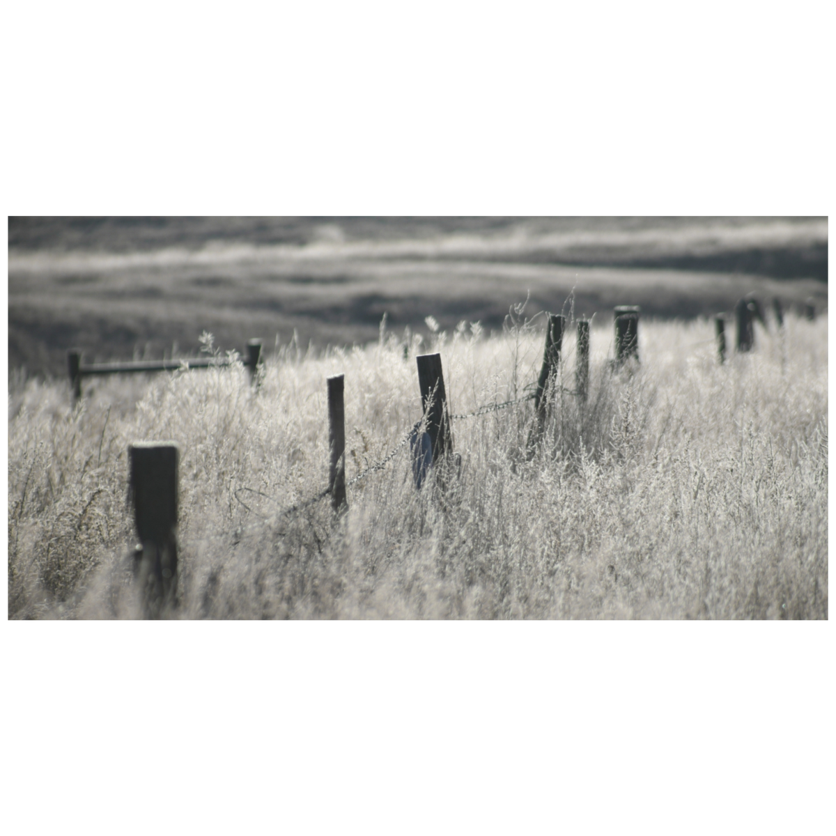A horizontal landscape photograph of a rustic wooden fence in a field of dry, frosty grass, rendered in a monochrome sepia-toned palette.