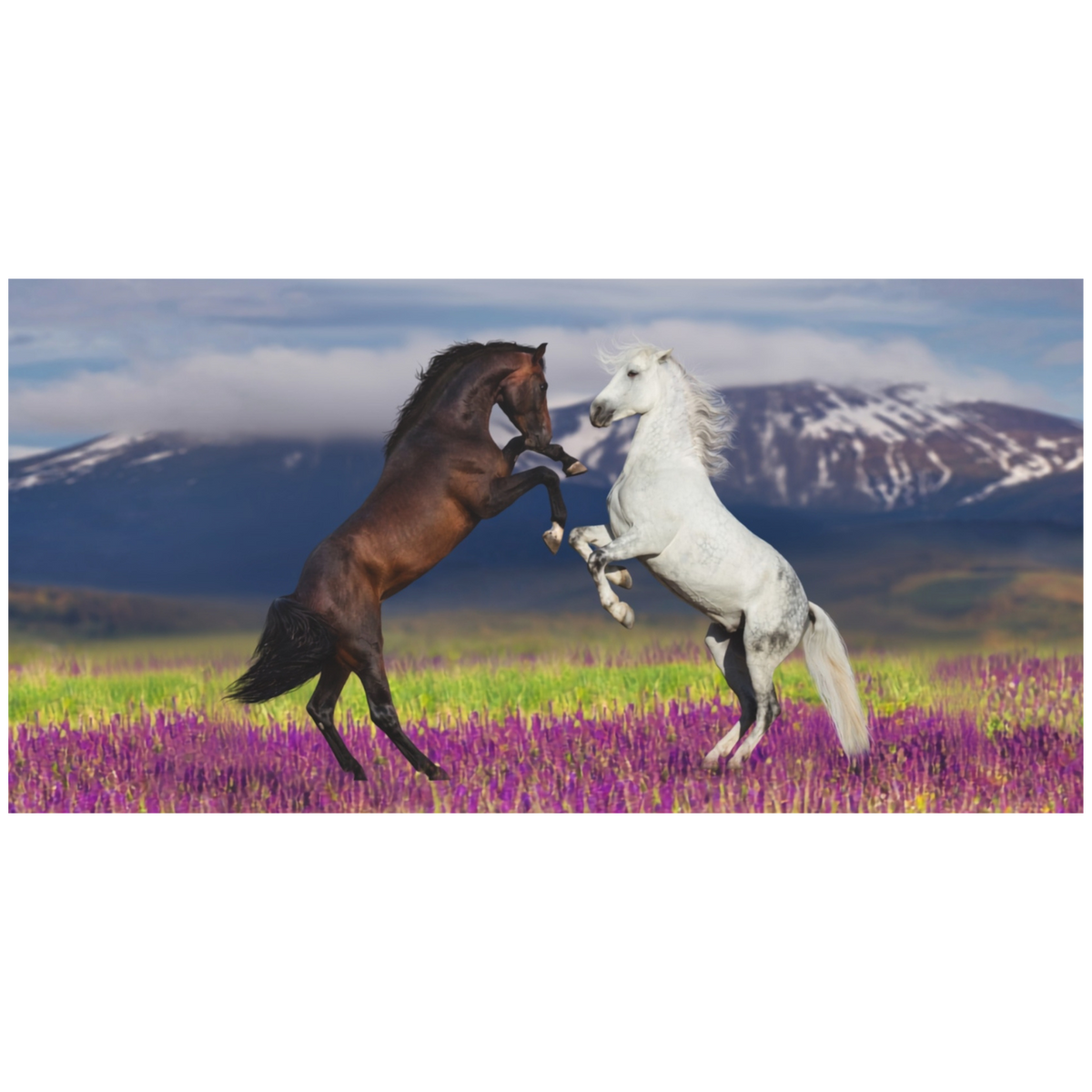 Rearing Horses Canvas Wall Art